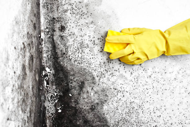 Best Toxic Mold Removal  in South Valley Stream, NY