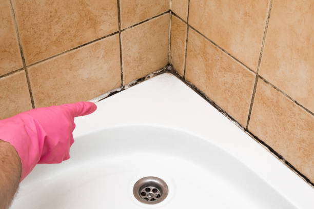 Best Residential Mold Removal  in South Valley Stream, NY